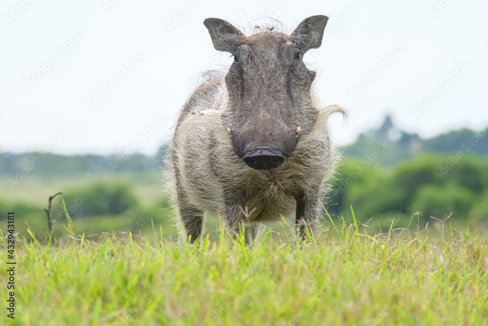 Portrait of warthog in the Nature Portrait of warthog in the Nature