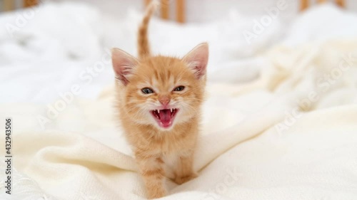 4k little red ginger striped kitten meowing and looking at camera, walking on bed at home. Healthy adorable domestic pets and cats