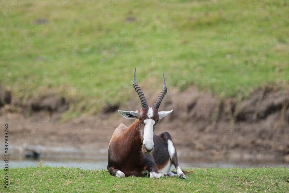 Blesbok resting on the grass, by the waterhole on safari in South Africa Blesbok resting on the grass, by the waterhole on safari in South Africa