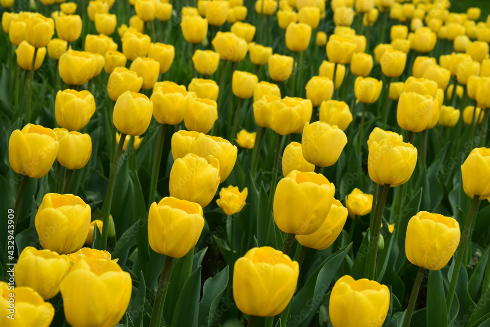 Yellow tulips field flowers. Bright beautiful floral photo background. Yellow tulips field flowers. Bright beautiful floral photo background.