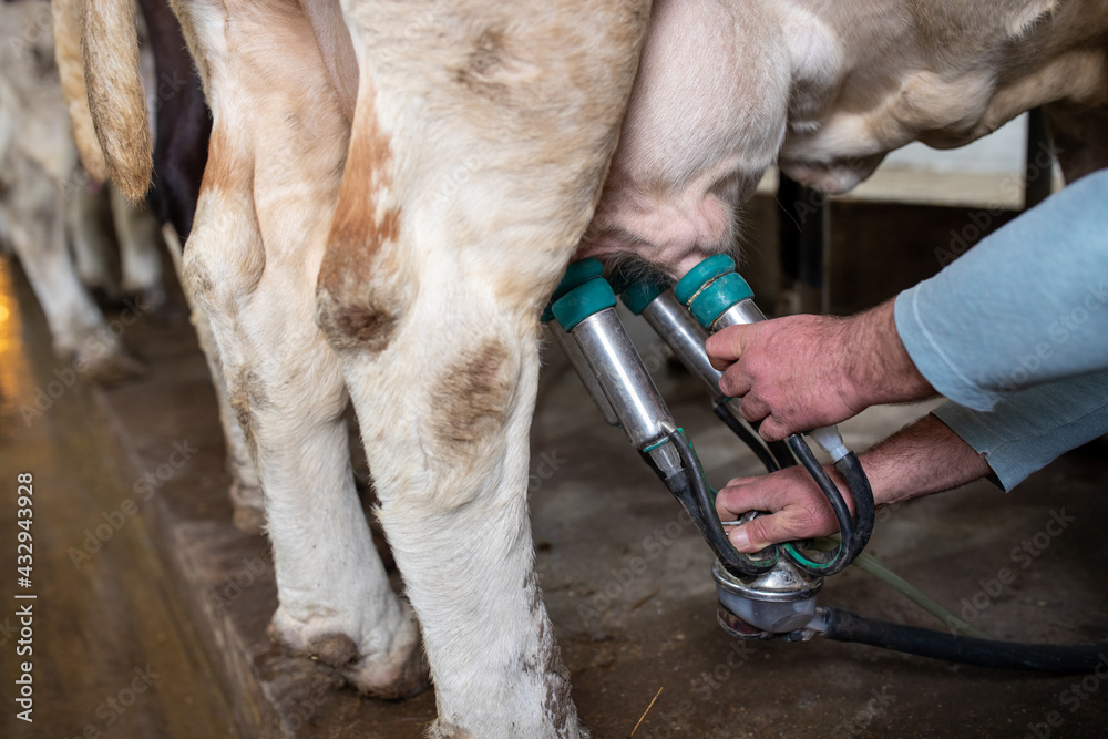 Farmer putting milking machine on cow's udders Farmer putting milking machine on cow's udders