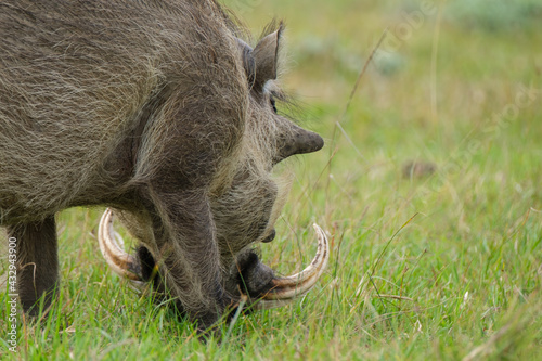 Portrait of warthog in the Nature