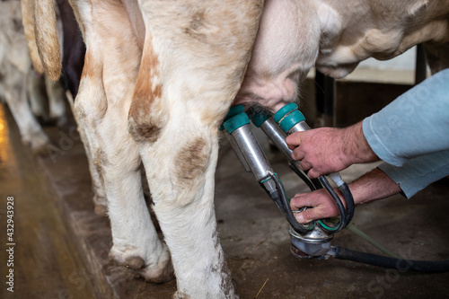 Farmer putting milking machine on cow's udders