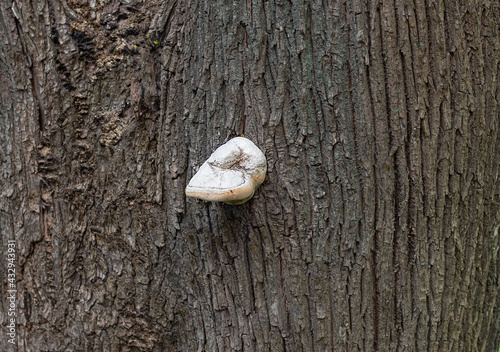 tree bark with tinder fungus.Diseases of deciduous trees

 photo