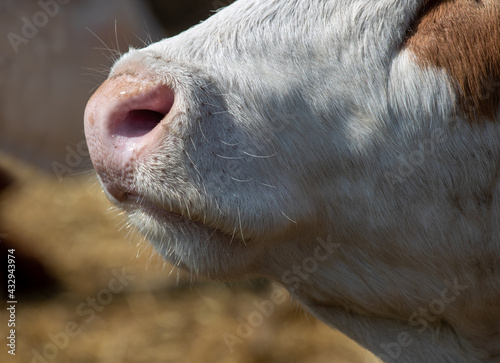 Simmental cow's muzzle