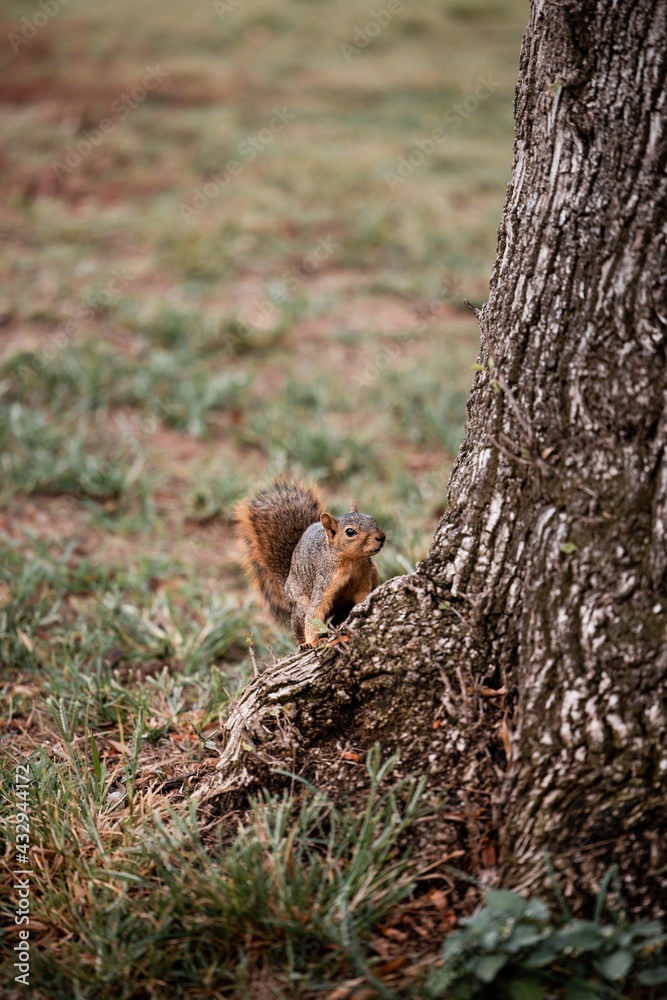 Obraz premium Squirrel on a tree