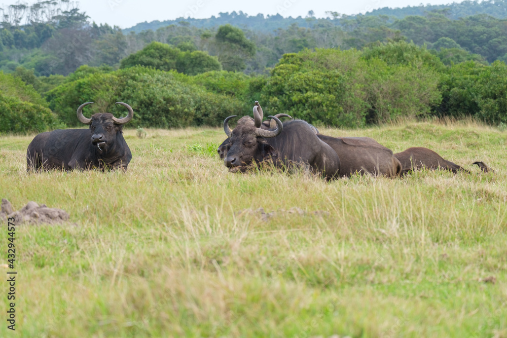 African buffalo in the game reserve, park in South Africa