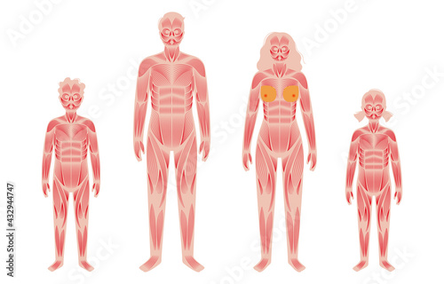 Human muscular system