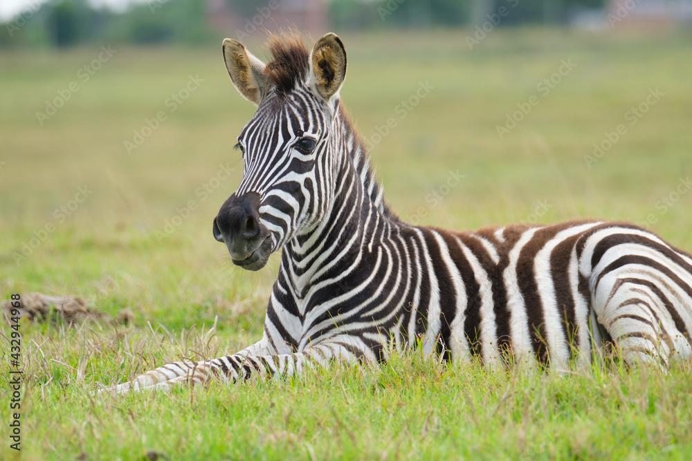 Naklejka premium Portrait of zebra in the Nature