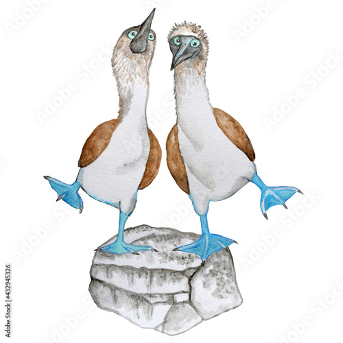 Watercolor set with two blue footed boobies on a stone. photo