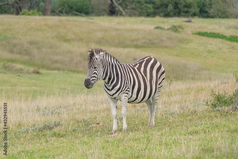 Naklejka premium Portrait of zebra in the Nature