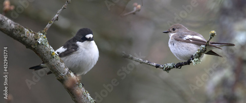 Male and female European pied flycatcher (Ficedula hypoleuca), a small passerine bird in the Old World flycatcher family Muscicapidae.