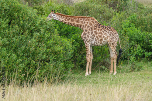 Giraffe feeding off of a bush, in the game park, reserve in South Africa

