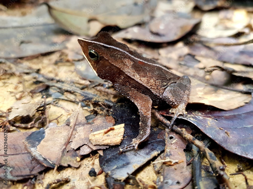 Rhinella castaneotica is a species of toad in the family Bufonidae. Amazon rainforest. Balbina, Brazil Rhinella castaneotica is a species of toad in the family Bufonidae. Amazon rainforest. Balbina, Brazil