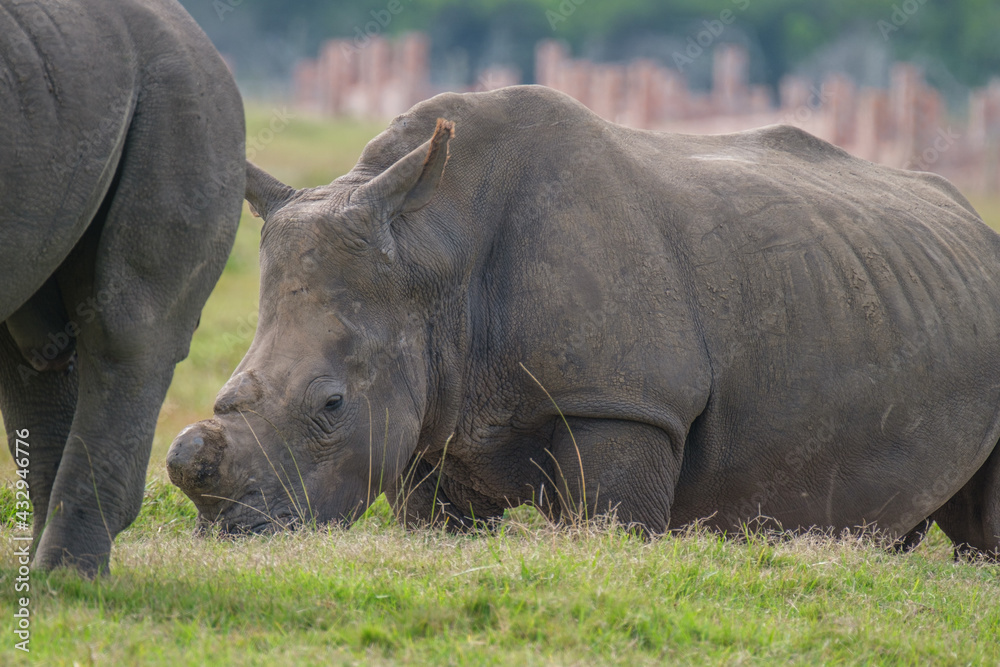 Portrait of Rhino in the Nature Portrait of Rhino in the Nature