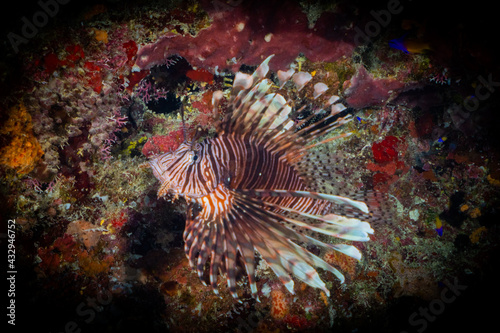 An invasive red lionfish in its new home on the reef in Grand Cayman