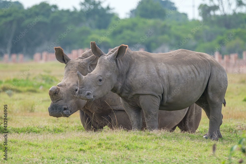 Portrait of Rhino in the Nature Portrait of Rhino in the Nature