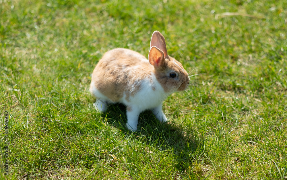 Kaninchen auf grünem Rasen