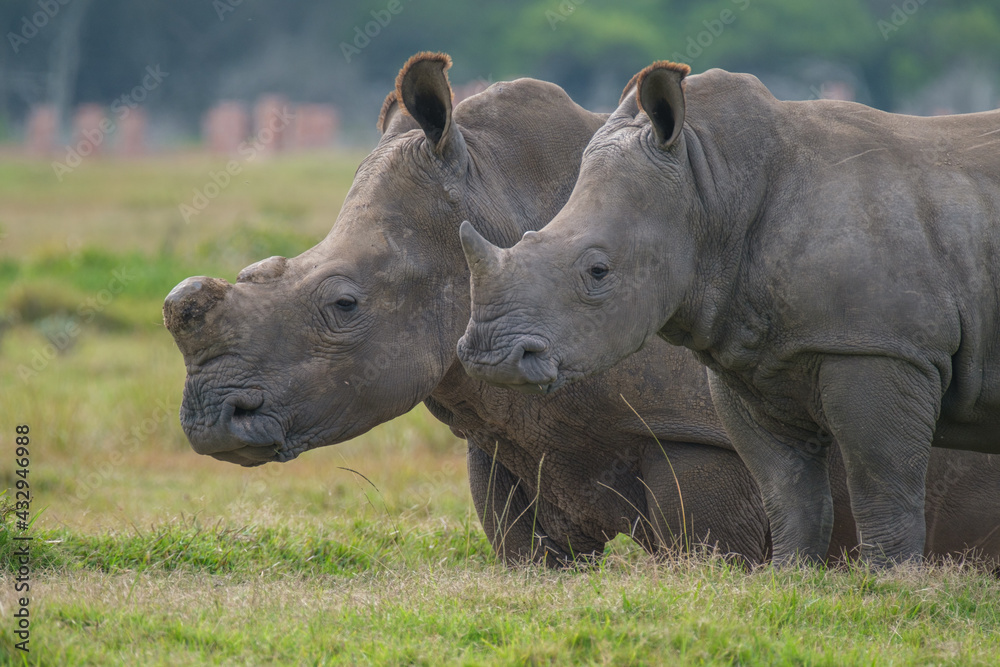 Portrait of Rhino in the Nature Portrait of Rhino in the Nature