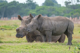 Portrait of Rhino in the Nature