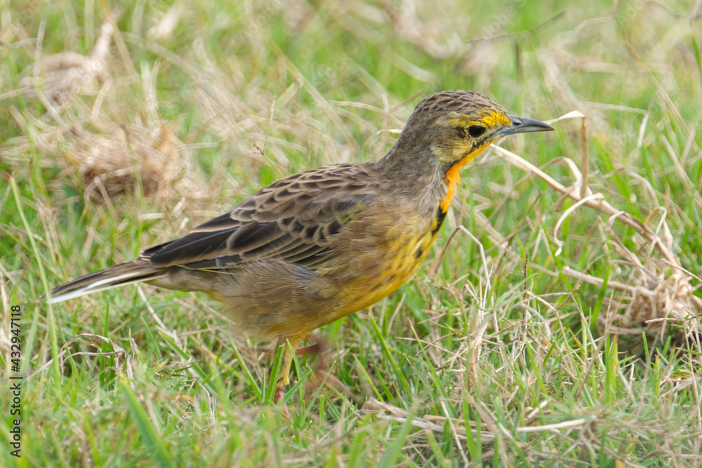 Yellow throated long claw bird hopping along in the grass