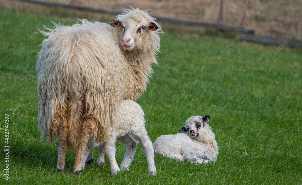 mother sheep and cute newborn lambs