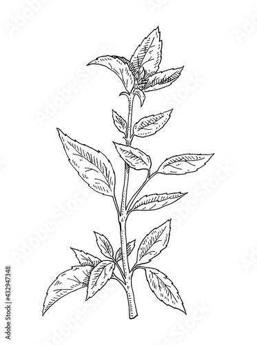 Basil fresh branch with leaves. Vintage hatching monochrome black illustration