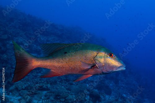 A mutton snapper on a coral reef in the Cayman Islands