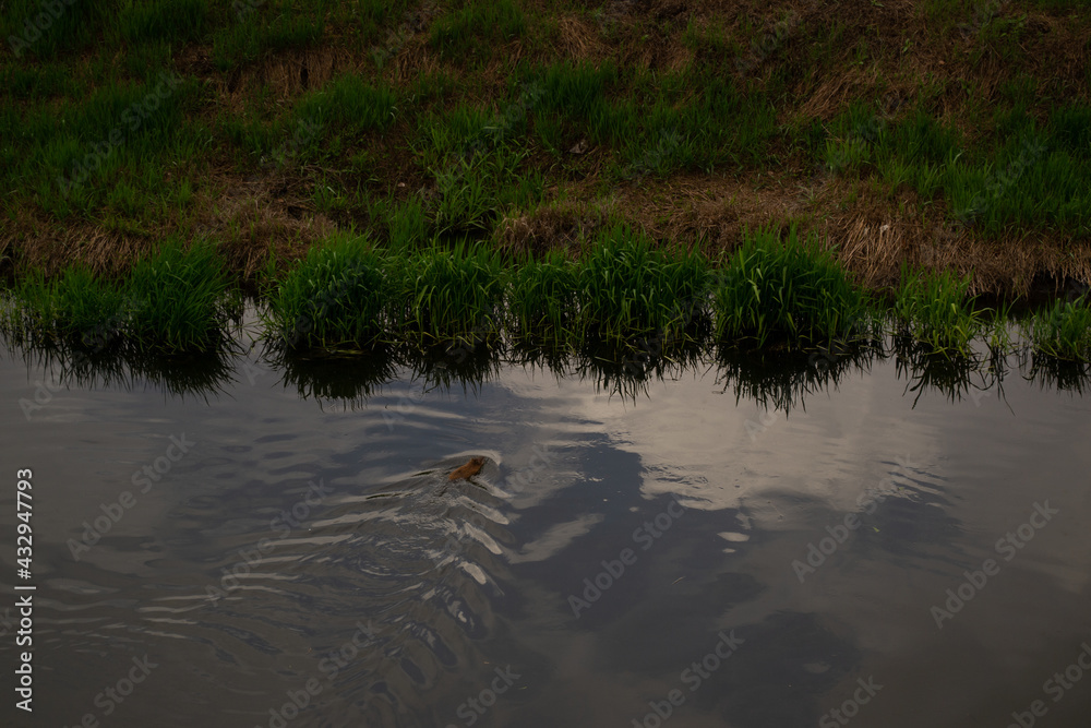 Obraz premium ducks on the water