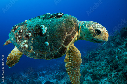 Photography A loggerhead turtle who judging by his size and barnacles on his shell is old