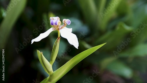 White Iris Flower photo