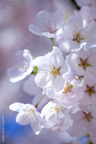 Fototapeta Naklejka Na Ścianę i Meble -  Pink cherry blossom closeup