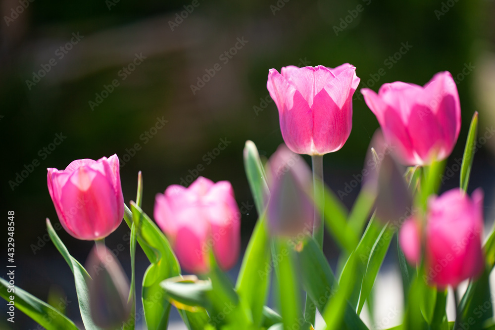Pink tulips standing upright under sunlight in the garden Pink tulips standing upright under sunlight in the garden