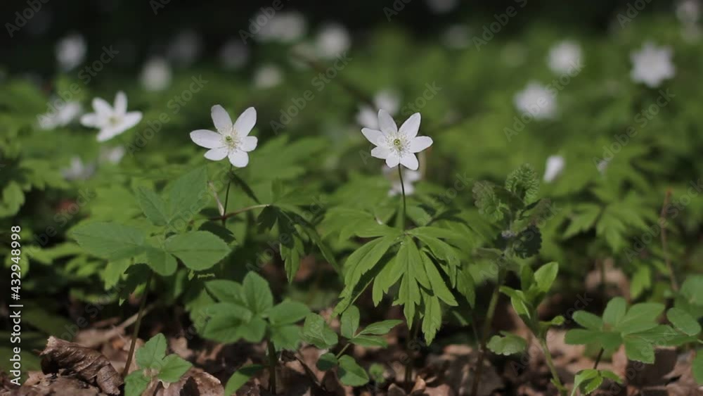 White Flower and grass that sway. Beautiful natural landscape. White Flower and grass that sway. Beautiful natural landscape.