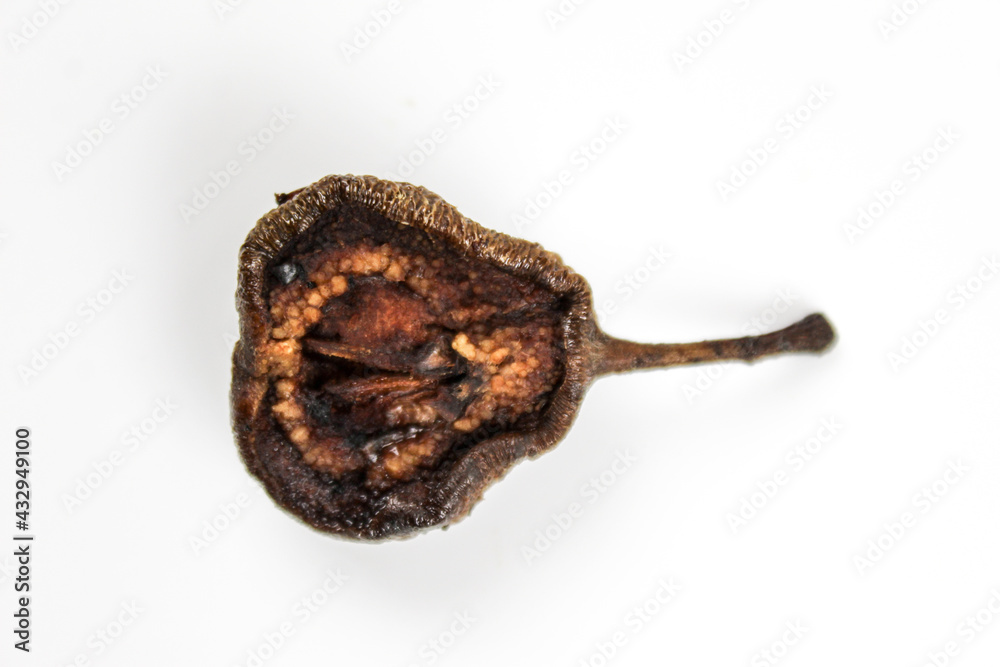 Dried pear fruit. Small pear cut in half and dried. Half a pear dried on a white background. Close up, macro.