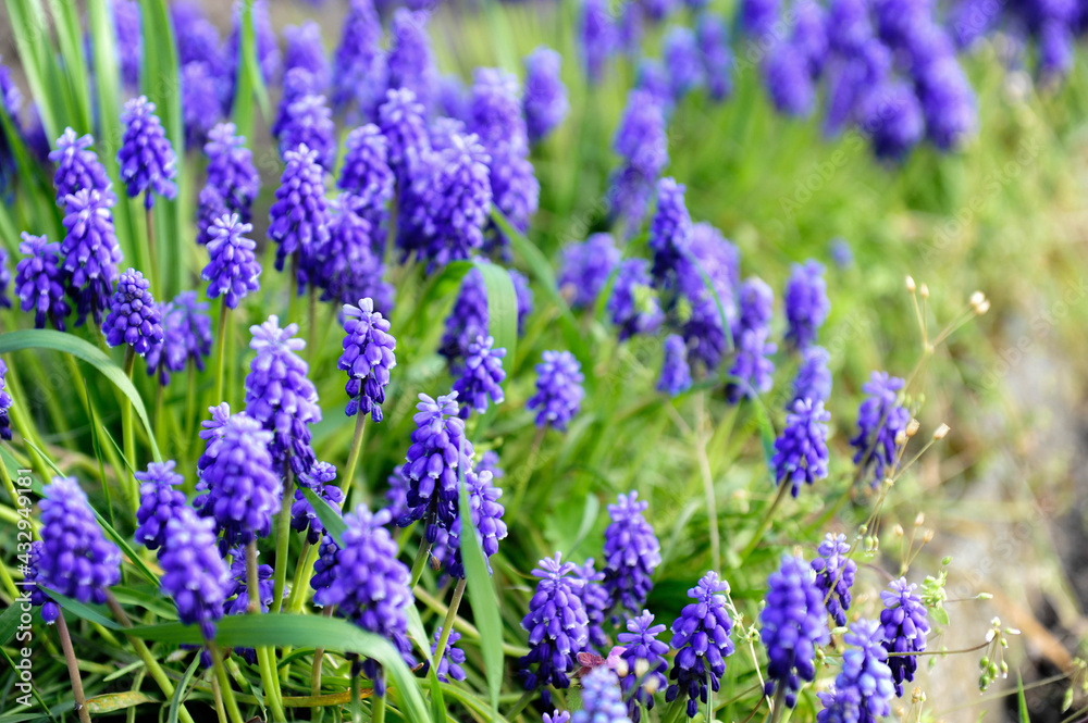 lavender flowers in the garden lavender flowers in the garden