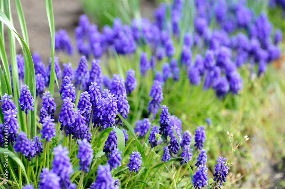 lavender flowers in the garden