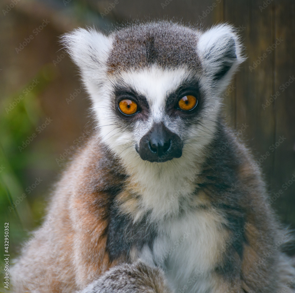 Obraz premium Ring Tailed Lemur