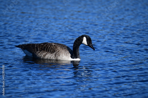 goose