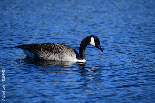goose
