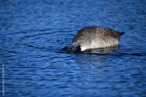 goose