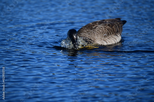 goose