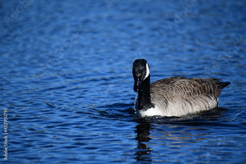 goose