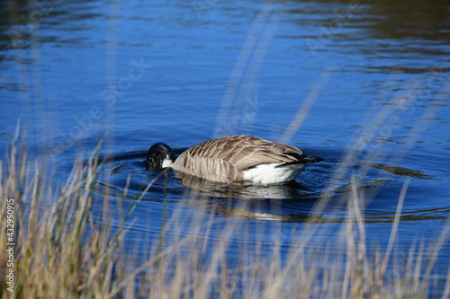 goose