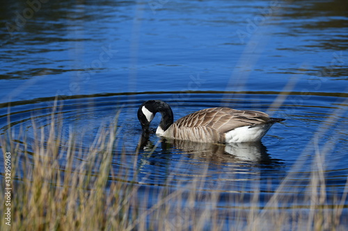 goose