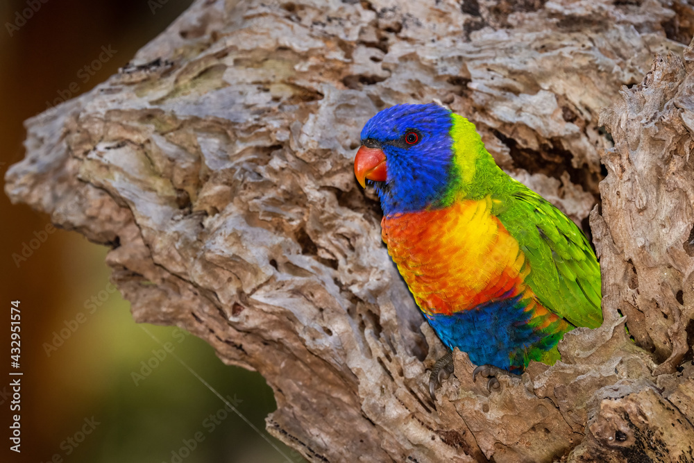 Australian Rainbow Lorikeet resting outside nest hollow Australian Rainbow Lorikeet resting outside nest hollow