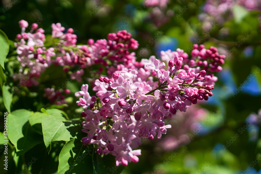 Lilac blossom