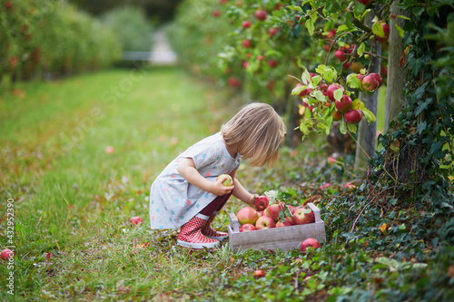 Фотография Adorable toddler girl picking red ripe organic apples in orchard or on farm on a