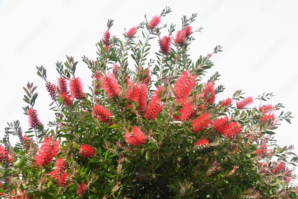 Flowers of Bottlebrush (Callistemon speciosus). Myrtaceae evergreen tree.