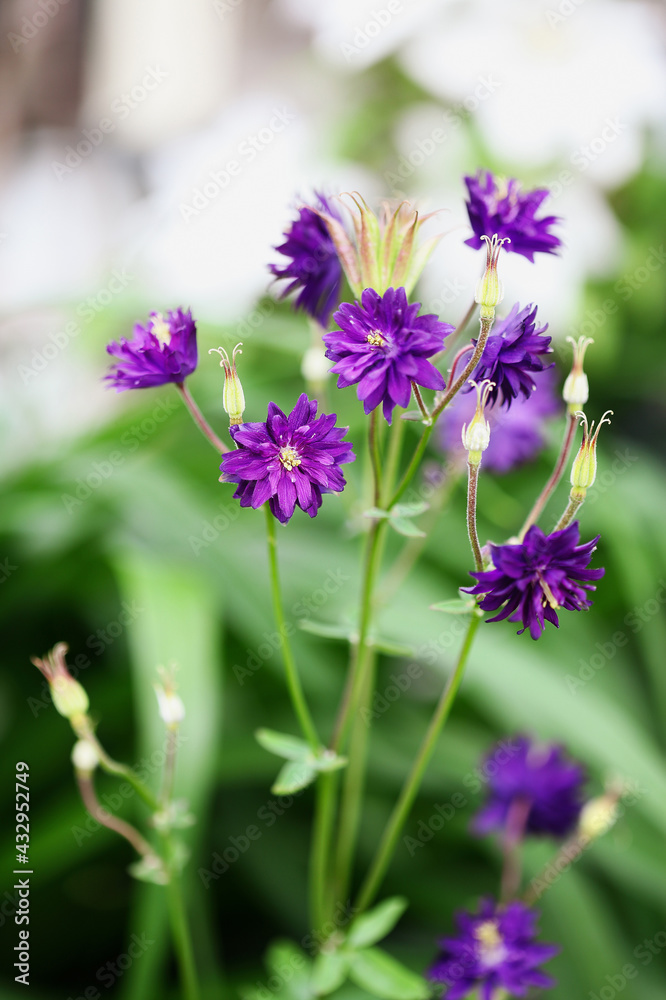 Beautiful Aquilegia vulgaris 'Double Clementine Purple' blossoms with seed heads in the flower garden. Selective focus with blurred background.